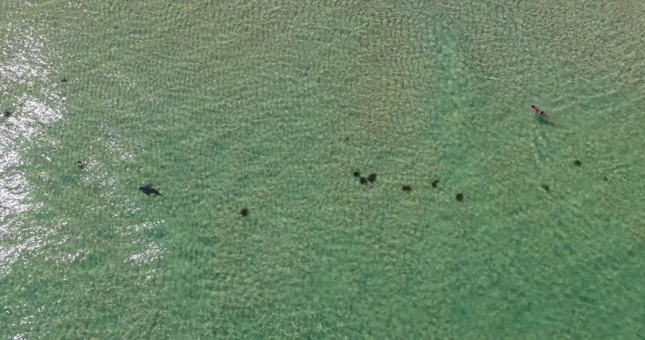Group of stingrays swimming in shallow water with person on board in background