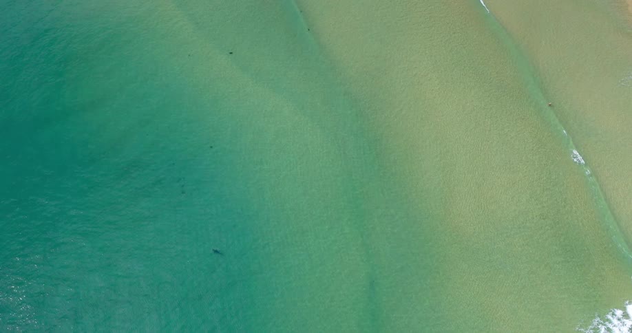 A fish is swimming near the edge of the water at a beach