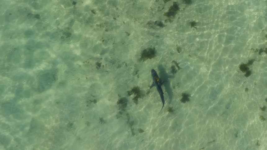 An aerial view of a shark swimming in the water