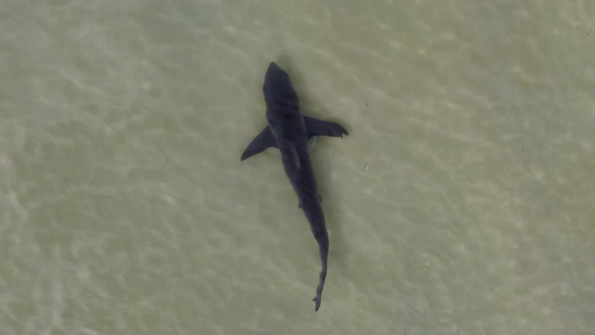 The shark turns while swimming underwater