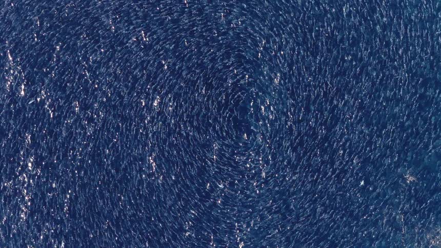 The fish swim in a circle in the blue water