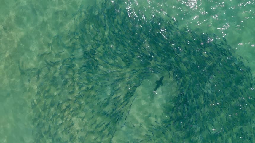 An aerial view of a shark and fish in the ocean