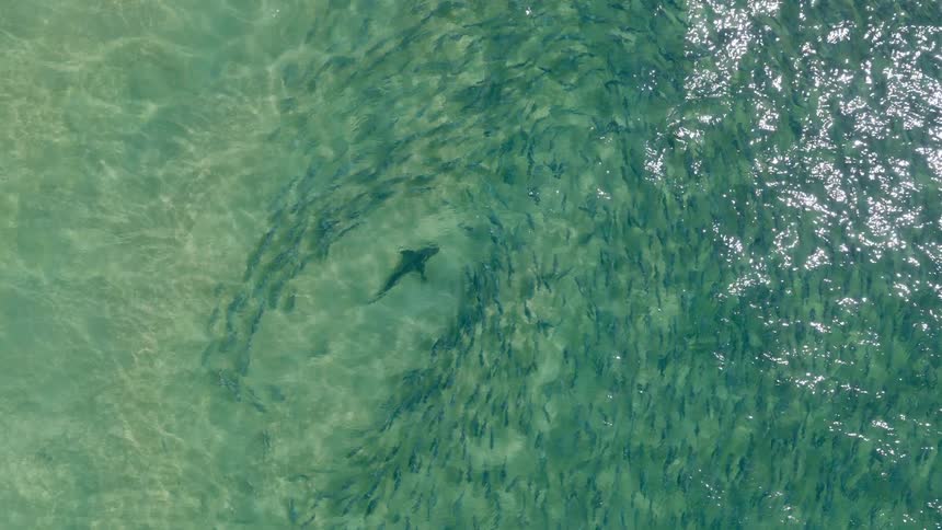 School of fish swims in shallow water with a shark shadow nearby