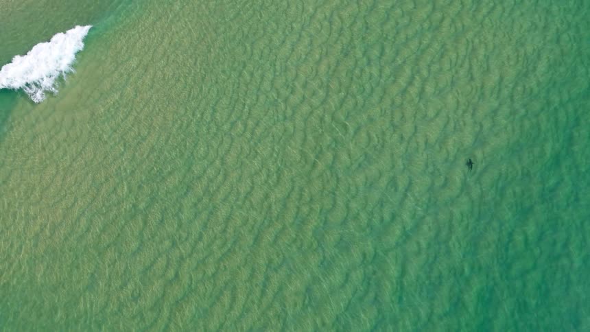 An aerial view shows a shark swimming in clear shallow ocean water near a sandy beach with small waves