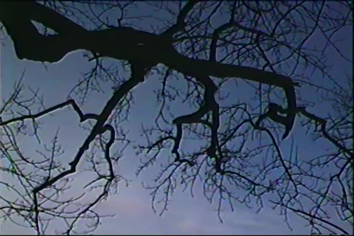 Dark leafless tree branches stretch across the frame in silhouette against a dusky blue evening sky