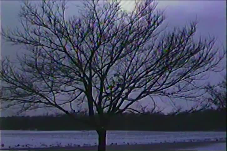 A view of a tree out in a field
