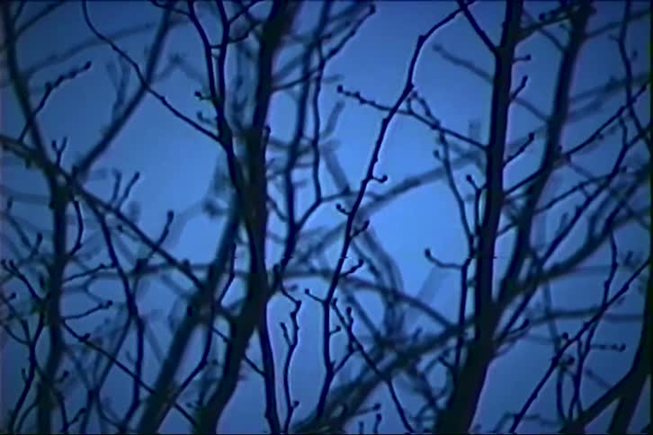 Bare tree branches against a blue sky at dusk