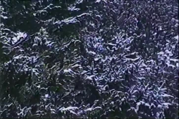 Snowcovered forest seen from above