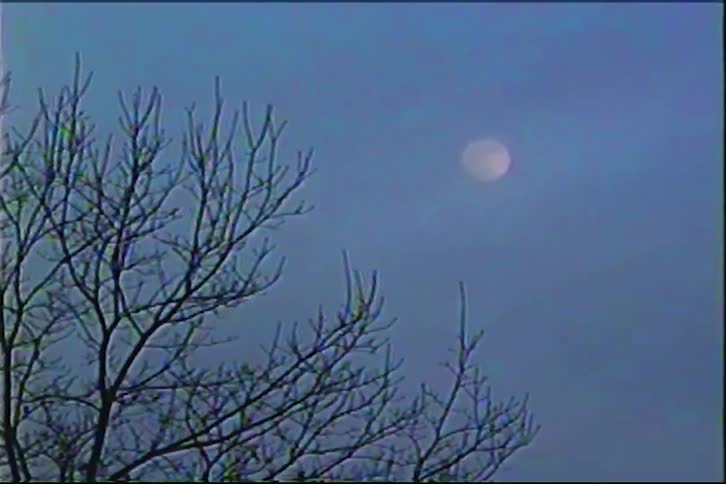 Leafless tree silhouette against dusk sky with moon in background