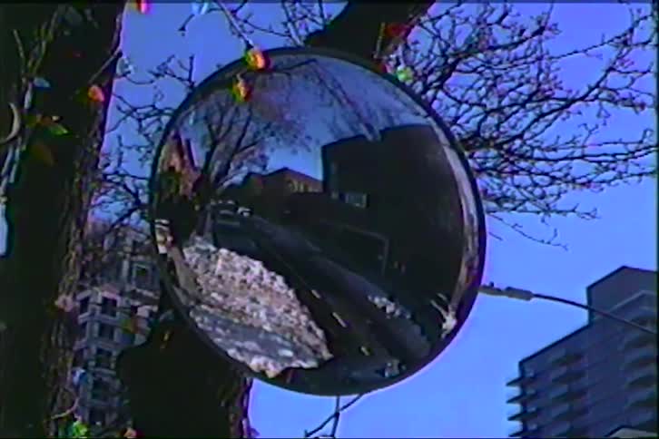 Convex mirror attached to a tree reflects an urban street with buildings in the background