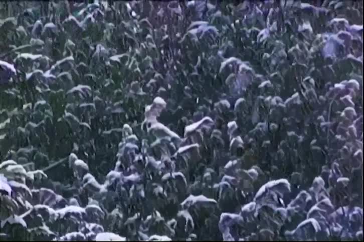 Snow falls steadily over thick green bushes and evergreen trees covered in a layer of fresh white snow in a quiet winter garden with a grainy film texture