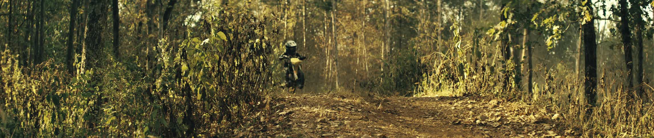 Plants and vegetation in the woods as a motorcycle leaps from a trail between the trees