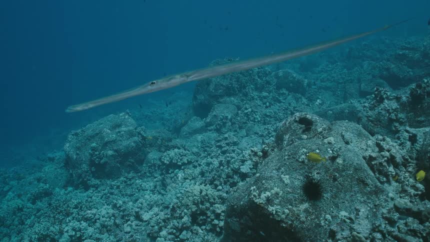 A long and thin fish swims slowly beneath the surface of the ocean