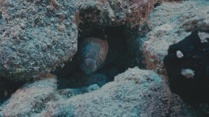 Fish hidden in a cavity among rocks on the seabed