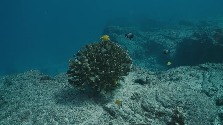 Fish swim over a coral reef on the seabed