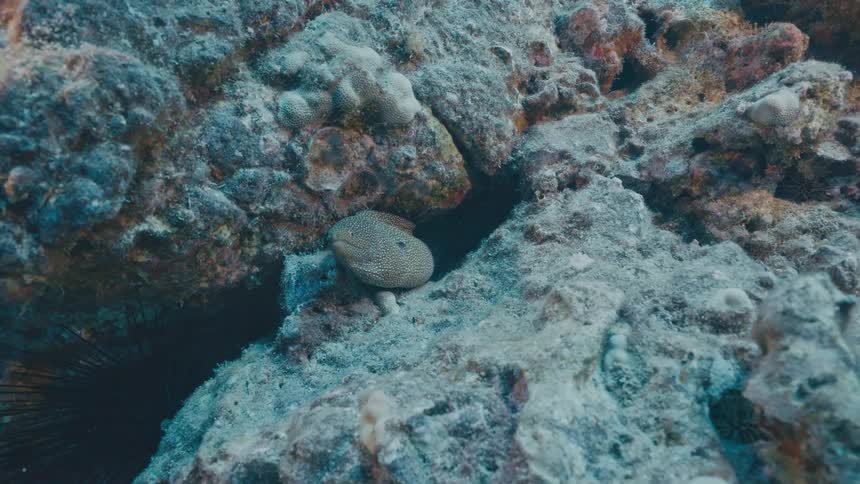 A moray eel peeks its head out from a crevice in a coral reef underwater
