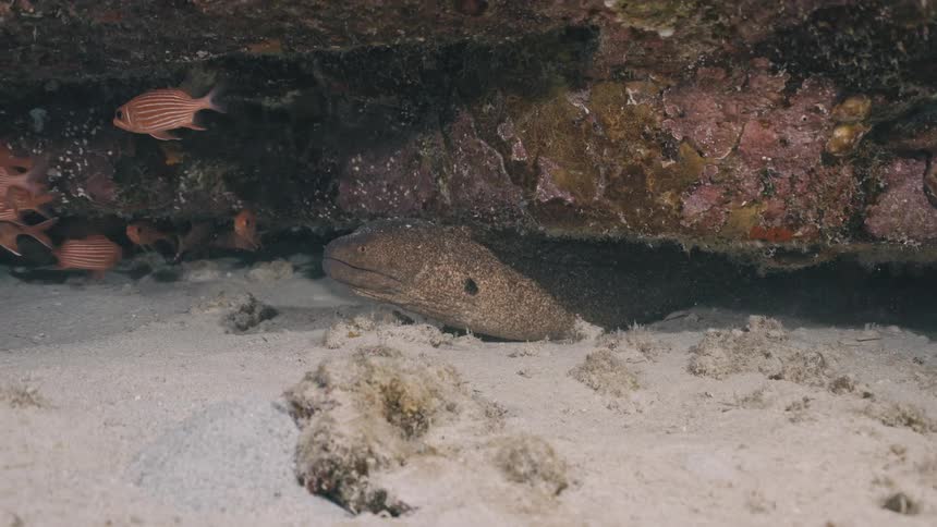Fish resting under a rock on a sandy seabed surrounded by small striped fish