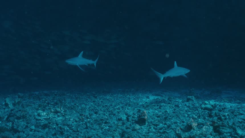 Two sharks swimming in circles underwater near the sea bed on the ocean outdoors