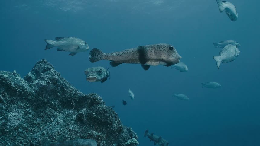 Fish swimming near a rocky formation in an underwater environment