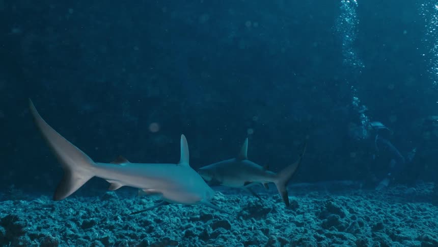 Two reef sharks swim gracefully over a rocky seabed in deep blue water in the background a scuba diver is visible through the bubbles and murky light