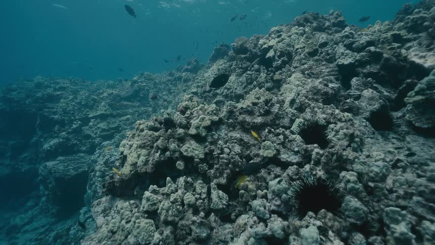 Coral reef with fish and sea urchins in an underwater environment