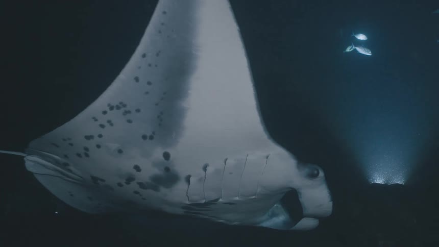 A manta ray with dark spots on its white underside swims through dark water while small fish and bright lights are visible in the background
