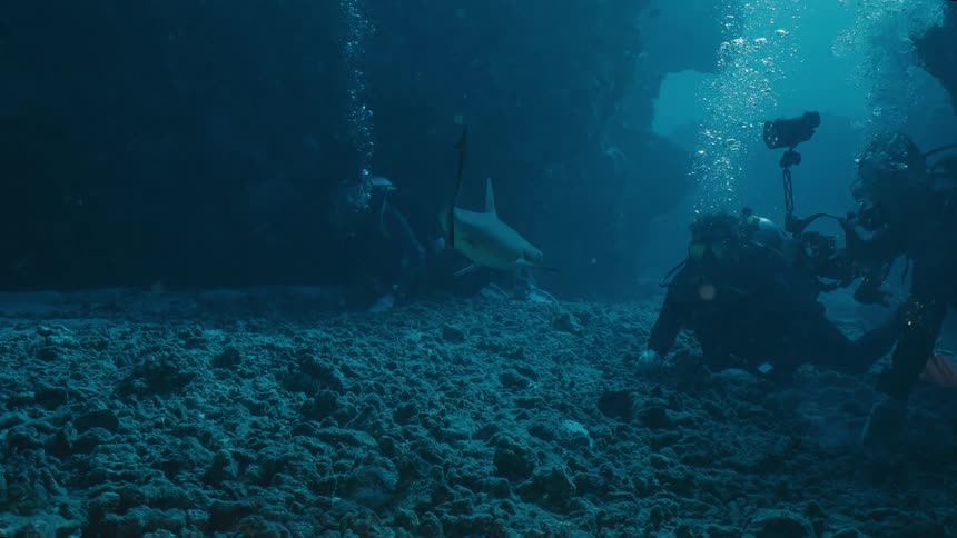 The shark swims towards the scuba divers