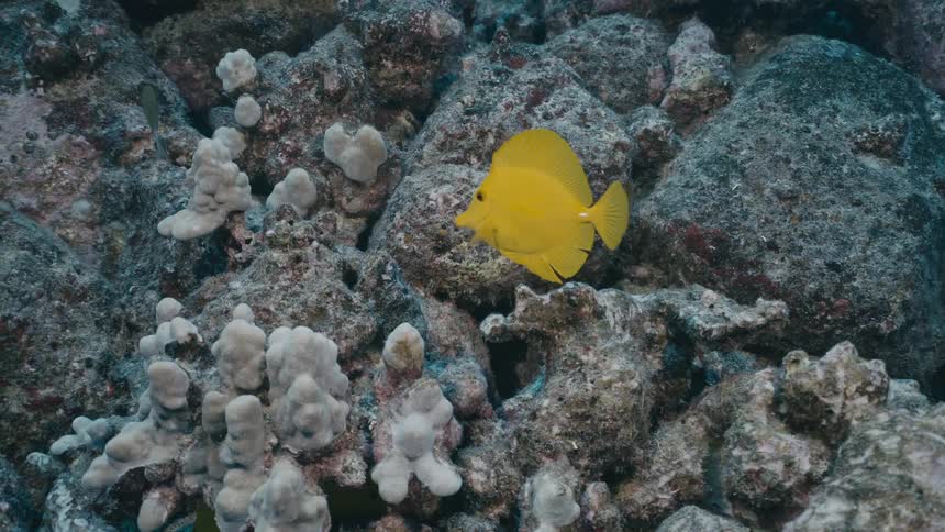 Yellow fish swimming among rocks and coral formations on the seabed