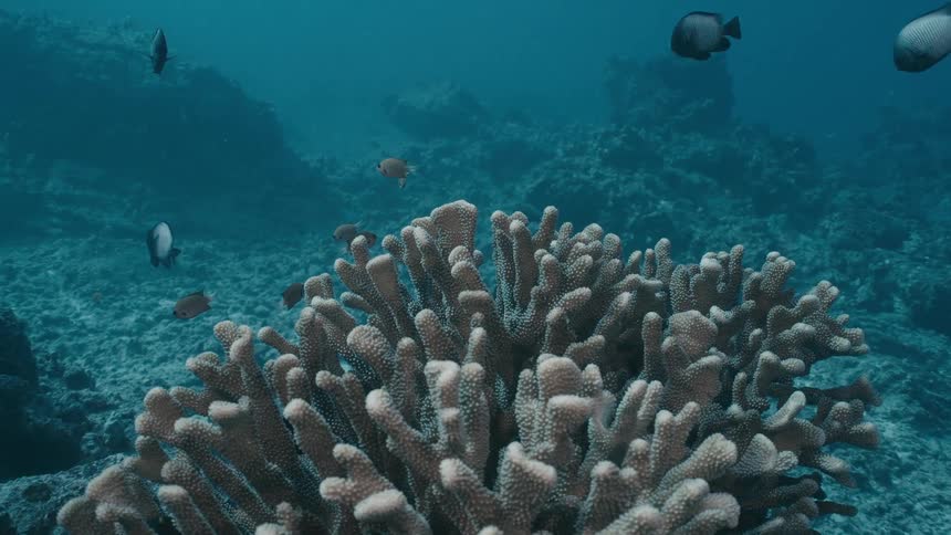 Fish swim over a coral reef on the seabed