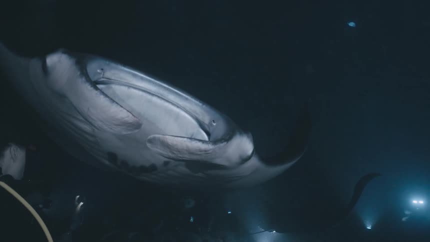 A manta ray is swimming slowly in the ocean