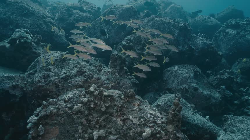 Shoal of fish swimming underwater near the sea bed over rocks and reefs outdoors