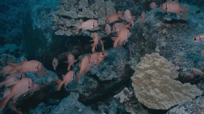 School of fish swimming among rocks on the seabed