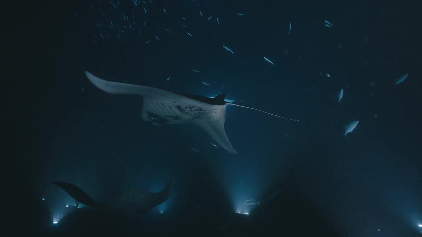 Large manta rays glide through dark water their white undersides illuminated by bright underwater spotlights small fish swim alongside the rays as they bank and turn over the rocky ocean floor