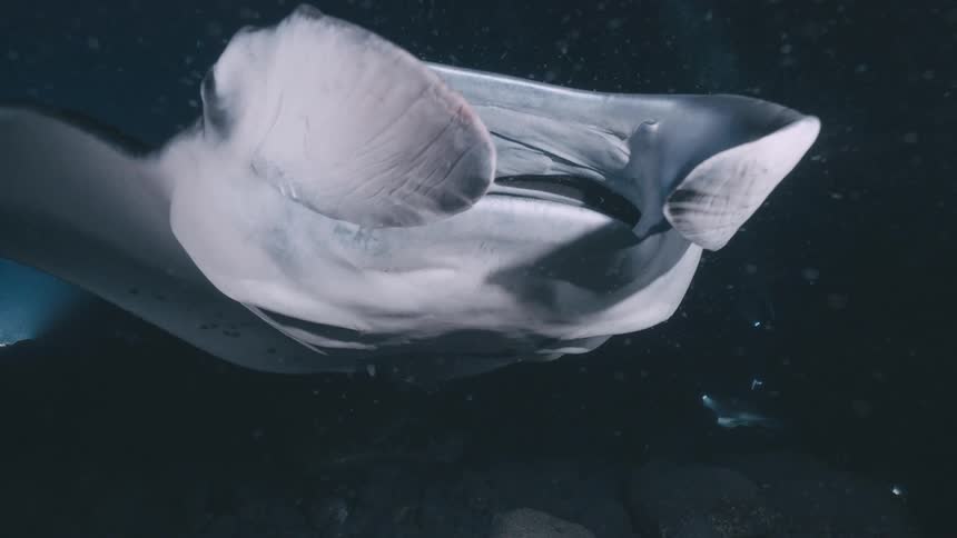A manta ray swimming in the ocean