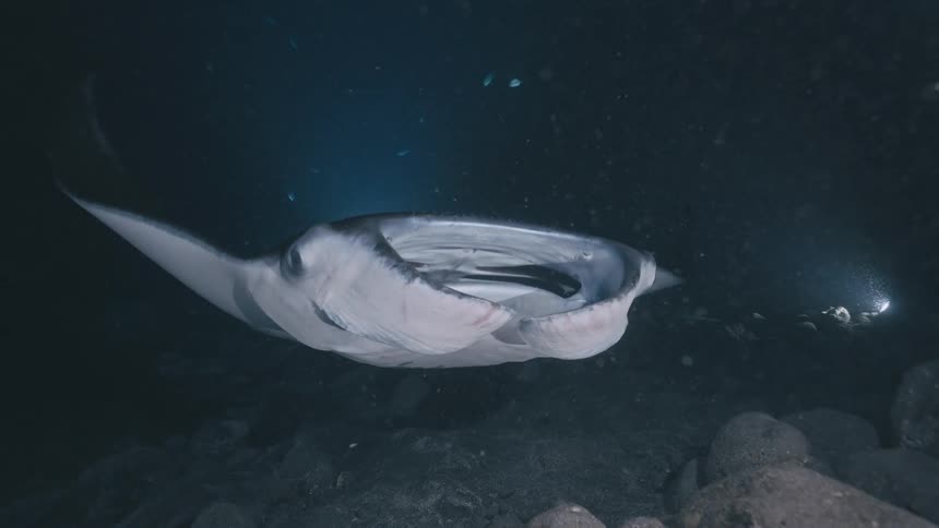 A large manta ray with a white underbelly and dark spots glides through dark water past bright blue lights on a rocky seabed at night