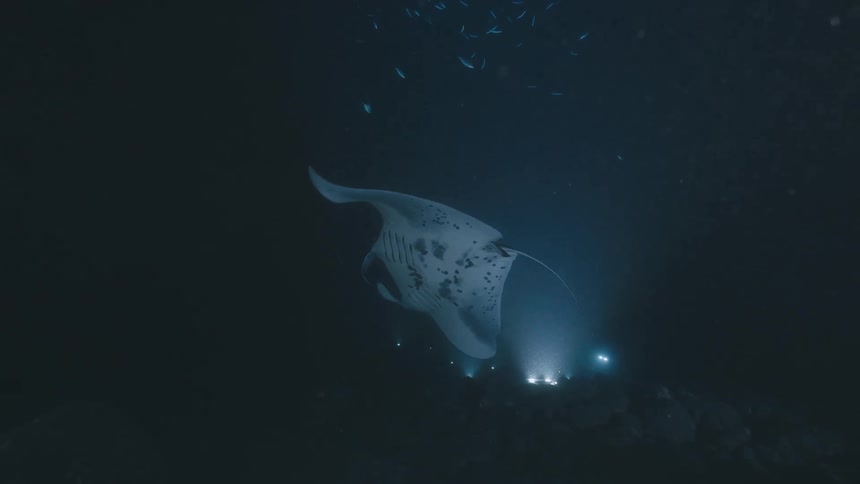 A large manta ray with a white underbelly and dark spots glides through dark water past bright blue lights on a rocky seabed at night