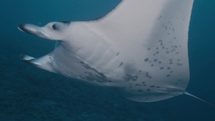 Manta ray swims in blue waters over the seabed