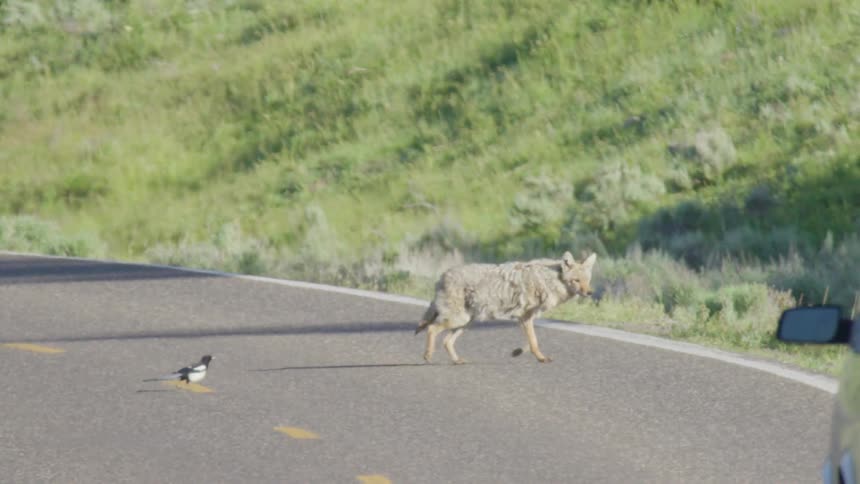 A coyote and a magpie walk across a paved two lane road as a silver van drives past them toward a grassy hill in a rural landscape during the day