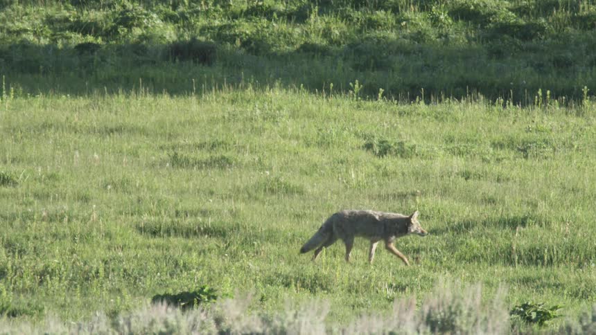 A tan coyote walks across a lush green field of grass during a sunny day in a wide view