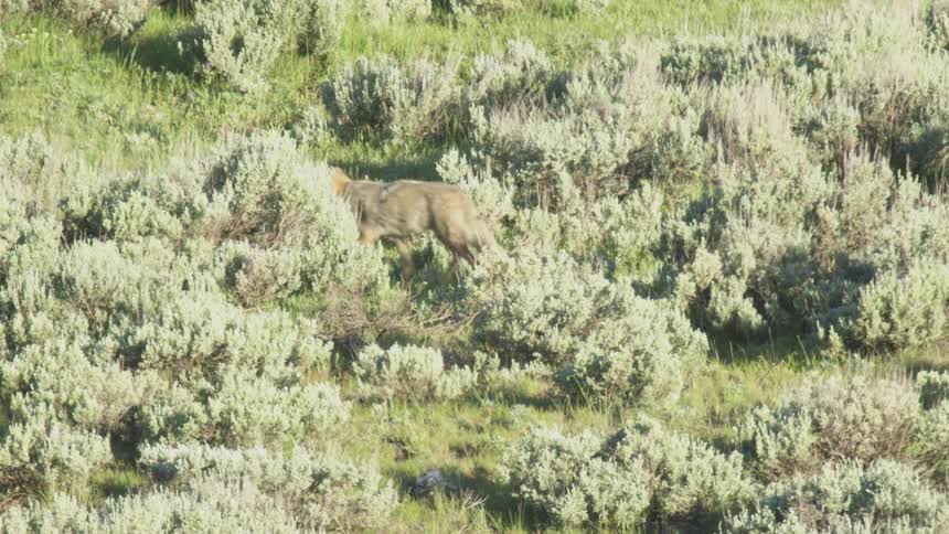 Coyote walking through plants and bushes in a field