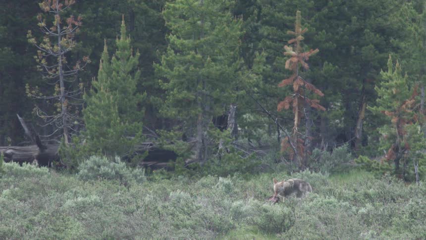 A tan coyote feeds on a carcass in a field of low green brush with a background of evergreen trees on a cloudy day