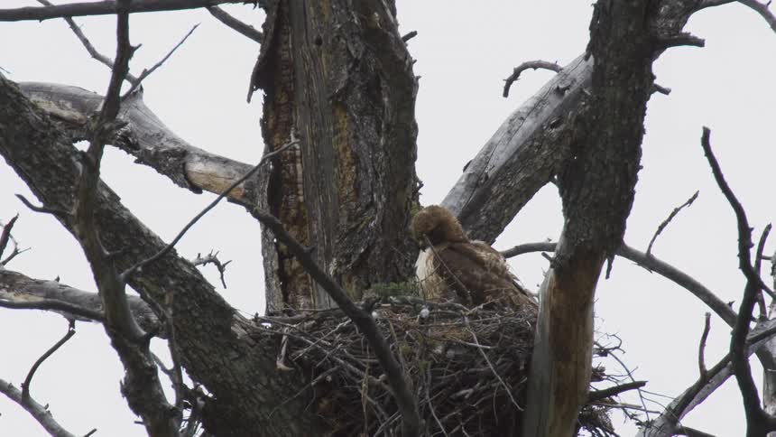 A bird sits within a large stick nest built high in the bare branches of a dead tree under a cloudy gray sky