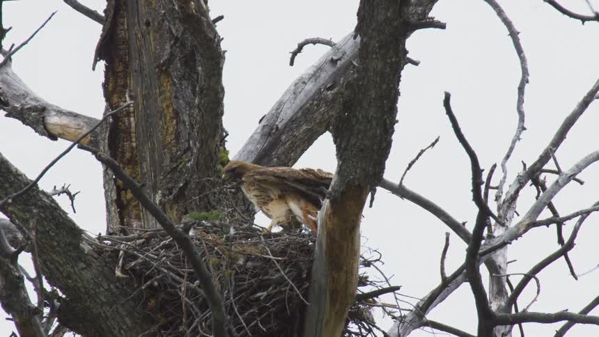 A bird flies into a nest in a tree