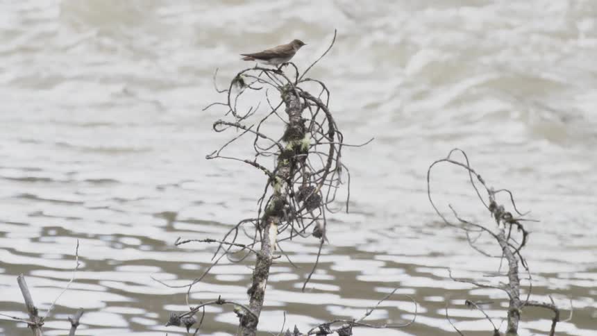 Bird flies to a tree branch along the coast