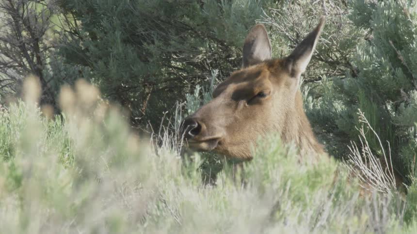 Deer standing in tall plants outside of the woods looking away