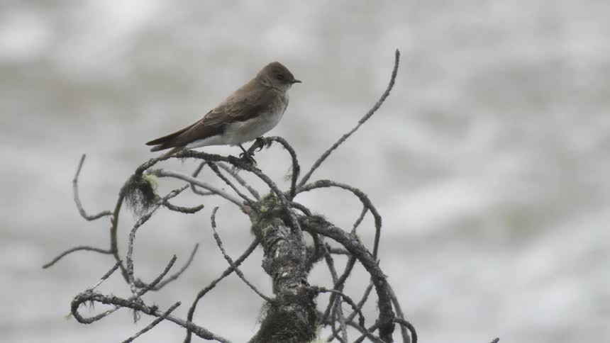 A small brown and white bird perches on a bare branch before taking flight against a blurry background of flowing water