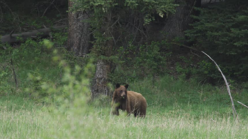 A bear standing out in a forest area