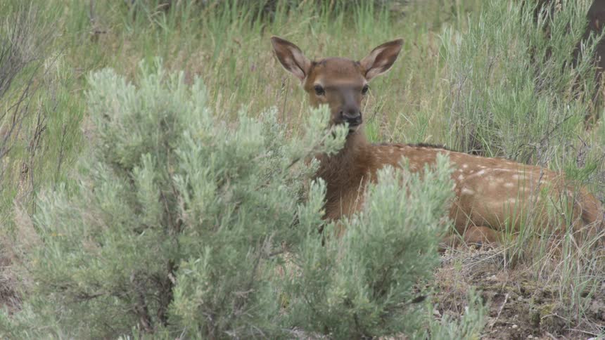 A spotted young deer rests quietly behind a leafy green sagebrush before suddenly standing up and stepping forward through the tall wild grass