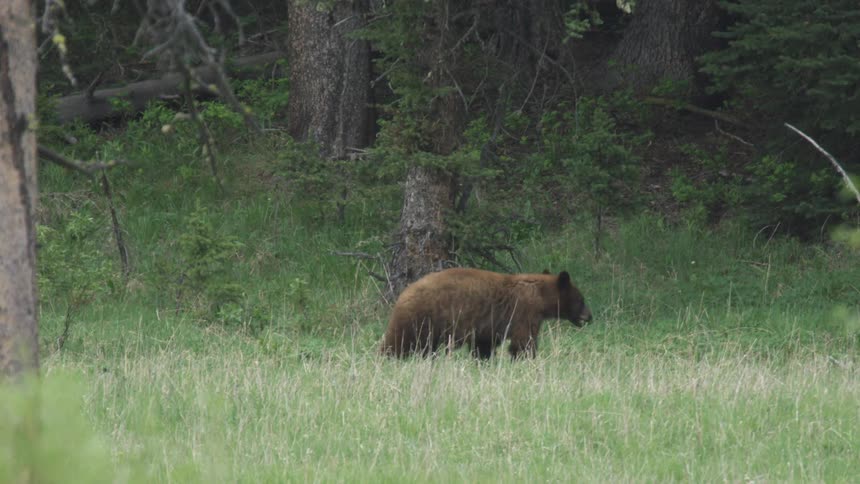 A brown bear stops and looks then walks away in the tall grass