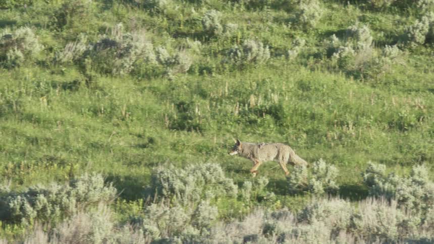Videoa tan coyote walks through a green field with low brush during the day in a wide view